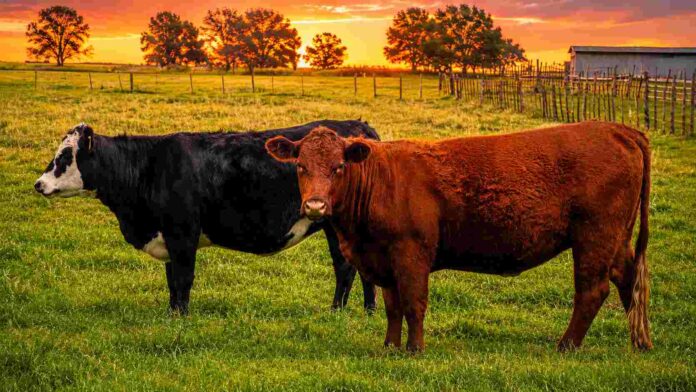 Dos vacas en una pastura verde al atardecer, con cielo naranja, alambrados rurales y árboles de fondo.