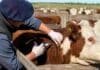 El SENASA endurece los movimientos de hacienda antes de la segunda campaña antiaftosa Veterinario aplicando la vacuna contra la fiebre aftosa a un bovino durante una campaña sanitaria en un establecimiento ganadero argentino.