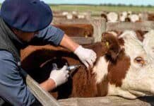 El SENASA endurece los movimientos de hacienda antes de la segunda campaña antiaftosa Veterinario aplicando la vacuna contra la fiebre aftosa a un bovino durante una campaña sanitaria en un establecimiento ganadero argentino.