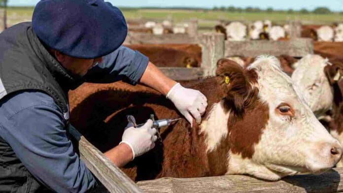 Veterinario aplicando la vacuna contra la fiebre aftosa a un bovino durante una campaña sanitaria en un establecimiento ganadero argentino.