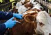 Argentina vacunará contra la aftosa solo a terneros y ahorrará 14 millones de dosis
