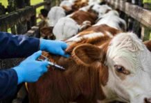 Argentina vacunará contra la aftosa solo a terneros y ahorrará 14 millones de dosis