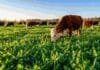 Cómo no perder el invierno en el campo: verdeos, rotación y avena con leguminosas según el INTA Rodeo bovino pastoreando sobre un verdeo de invierno compuesto por avena y leguminosas en un sistema de pastoreo rotativo del NEA.