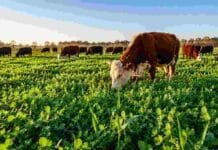 Cómo no perder el invierno en el campo: verdeos, rotación y avena con leguminosas según el INTA Rodeo bovino pastoreando sobre un verdeo de invierno compuesto por avena y leguminosas en un sistema de pastoreo rotativo del NEA.