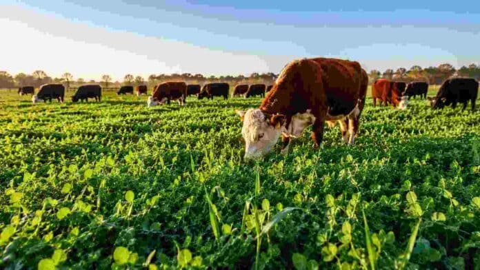 Rodeo bovino pastoreando sobre un verdeo de invierno compuesto por avena y leguminosas en un sistema de pastoreo rotativo del NEA.