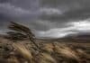 Ráfagas de más de 100 km/h: el SMN emitió alerta por vientos extremos en el sur del país Árbol inclinado por fuertes ráfagas de viento en la estepa patagónica, bajo un cielo tormentoso con nubes oscuras y paisaje árido característico de la Patagonia argentina.