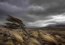 Ráfagas de más de 100 km/h: el SMN emitió alerta por vientos extremos en el sur del país Árbol inclinado por fuertes ráfagas de viento en la estepa patagónica, bajo un cielo tormentoso con nubes oscuras y paisaje árido característico de la Patagonia argentina.