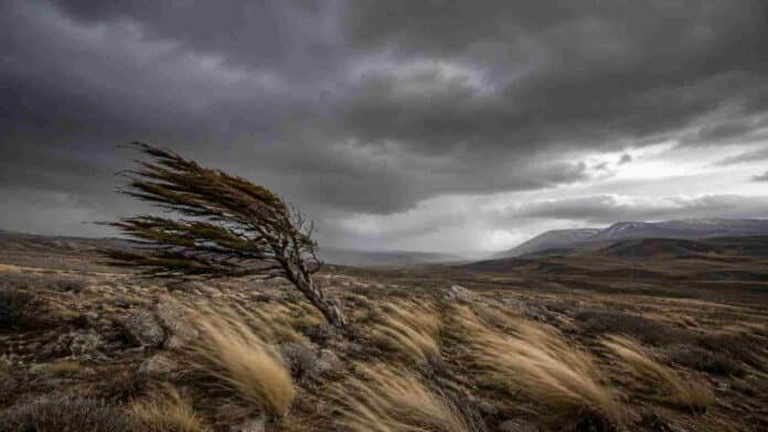 Árbol inclinado por fuertes ráfagas de viento en la estepa patagónica, bajo un cielo tormentoso con nubes oscuras y paisaje árido característico de la Patagonia argentina.