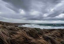 Ráfagas de hasta 95 km/h: el SMN alertó por viento fuerte en la costa patagónica Costa patagónica bajo condiciones de viento intenso, con oleaje agitado, vegetación de la meseta doblada por las ráfagas y cielo cubierto por nubes grises de tormenta sobre el mar austral argentino.