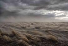 El SMN emitió doble alerta meteorológica: viento severo en seis provincias y nieve en la cordillera Fuertes ráfagas de viento barren la estepa patagónica bajo un cielo gris tormentoso, inclinando los pastizales y levantando polvo sobre el terreno en una escena de clima extremo y aislamiento.