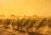 El SMN emitió cuatro alertas por viento: naranja y amarilla en cordillera y por Zonda en el NOA Viñedos del oeste argentino bajo la influencia del viento Zonda, con fuertes ráfagas que agitan las plantas y levantan polvo sobre suelo seco, cielo amarillento y ambiente cálido de sequedad intensa.