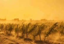 El SMN emitió cuatro alertas por viento: naranja y amarilla en cordillera y por Zonda en el NOA Viñedos del oeste argentino bajo la influencia del viento Zonda, con fuertes ráfagas que agitan las plantas y levantan polvo sobre suelo seco, cielo amarillento y ambiente cálido de sequedad intensa.