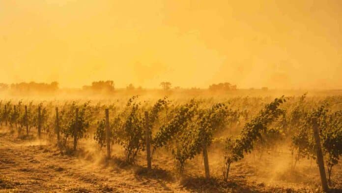 Viñedos del oeste argentino bajo la influencia del viento Zonda, con fuertes ráfagas que agitan las plantas y levantan polvo sobre suelo seco, cielo amarillento y ambiente cálido de sequedad intensa.