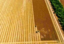 Cosecha en lotes húmedos: las claves para evitar una compactación que puede costar hasta 30% de rendimiento Vista aérea de una cosecha de soja en un campo agrícola argentino, con cosechadoras trabajando sobre lotes maduros, rastrojo visible y caminos rurales bordeados por cortinas forestales