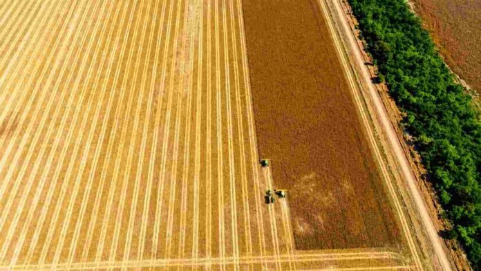 Vista aérea de una cosecha de soja en un campo agrícola argentino, con cosechadoras trabajando sobre lotes maduros, rastrojo visible y caminos rurales bordeados por cortinas forestales