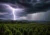 Dos alertas simultáneos: tormentas fuertes en Misiones y lluvia con nieve en la cordillera patagónica Plantación de yerba mate en Misiones bajo una tormenta subtropical con lluvia intensa, granizo y un fuerte relámpago iluminando el cielo oscuro.