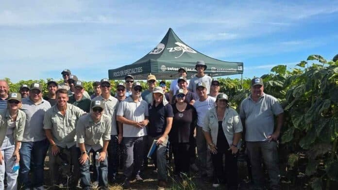 Equipo técnico de Zeta Semillas durante una jornada de evaluación de híbridos de girasol en un lote experimental de Argentina
