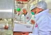 Omán recibirá más de 20 toneladas de carne caprina chaqueña Personal sanitario supervisa cajas de carne caprina en un frigorífico habilitado para exportación.