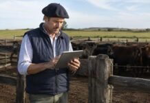 Productores deberán actualizar el RENSPA: quiénes deberán hacerlo Productor ganadero actualiza datos del RENSPA en una tablet frente a un rodeo bovino.