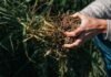 Presentan Camino AR, una plataforma para certificar agricultura regenerativa