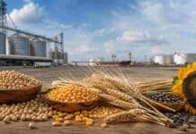 El agro mantiene su liderazgo pese al avance histórico del petróleo Granos de soja, maíz, trigo y girasol en primer plano, con silos y un puerto exportador al fondo, en una escena que ilustra el récord de exportaciones argentinas y el aporte del agro.