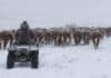 Rigen alertas en Cuyo y la Patagonia: hasta 150 cm de nieve y ráfagas de 90 km/h Rodeo Hereford arriado en cuatriciclo bajo una intensa nevada en un campo de la Patagonia.