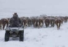 Rigen alertas en Cuyo y la Patagonia: hasta 150 cm de nieve y ráfagas de 90 km/h Rodeo Hereford arriado en cuatriciclo bajo una intensa nevada en un campo de la Patagonia.