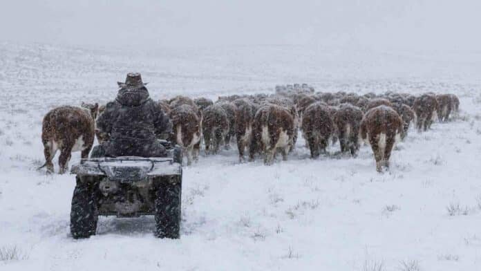 Rodeo Hereford arriado en cuatriciclo bajo una intensa nevada en un campo de la Patagonia.