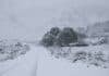 Alerta naranja por nevadas: se esperan hasta 70 centímetros en Neuquén y Río Negro Ruta cubierta de nieve durante un intenso temporal en la cordillera patagónica, con un rodeo vacuno refugiado entre los árboles.