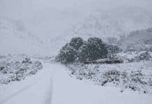Alerta naranja por nevadas: se esperan hasta 70 centímetros en Neuquén y Río Negro Ruta cubierta de nieve durante un intenso temporal en la cordillera patagónica, con un rodeo vacuno refugiado entre los árboles.
