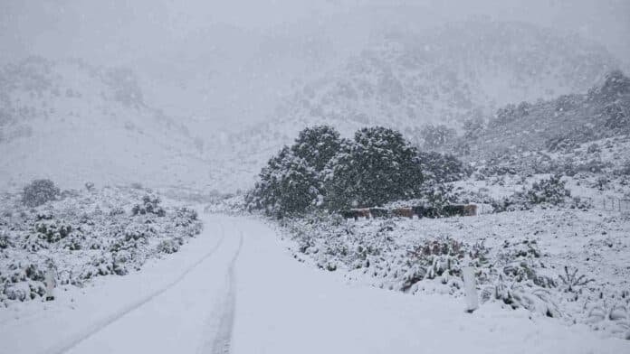 alerta-nevadas-patagonia-ruralnet Ruta cubierta de nieve durante un intenso temporal en la cordillera patagónica, con un rodeo vacuno refugiado entre los árboles.