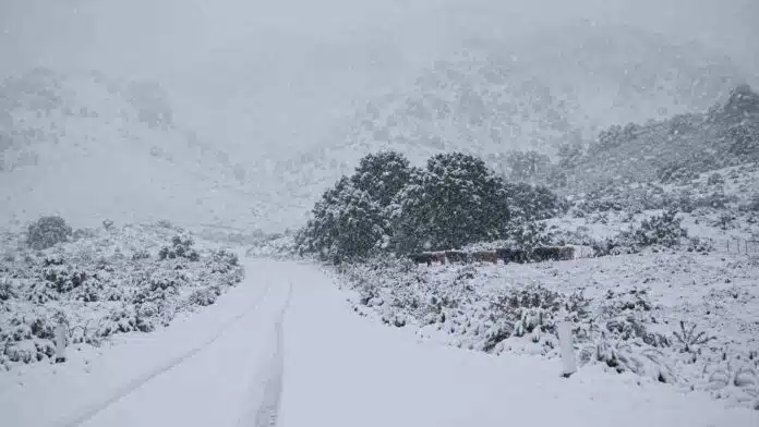 Ruta cubierta de nieve durante un intenso temporal en la cordillera patagónica, con un rodeo vacuno refugiado entre los árboles.