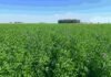 Hasta 12.000 kilos de materia seca y 21% de proteína: el INTA apuesta a la alfalfa para mejorar la ganadería del norte Cultivo de alfalfa en pleno desarrollo en un campo de la llanura pampeana argentina, con vegetación verde densa y horizonte despejado bajo un cielo azul.