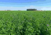 Hasta 12.000 kilos de materia seca y 21% de proteína: el INTA apuesta a la alfalfa para mejorar la ganadería del norte Cultivo de alfalfa en pleno desarrollo en un campo de la llanura pampeana argentina, con vegetación verde densa y horizonte despejado bajo un cielo azul.