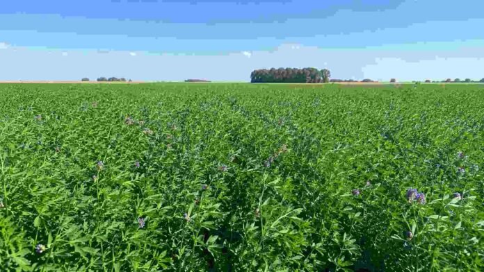 alfalfa-cultivo-campo-pampeano-ruralnet Cultivo de alfalfa en pleno desarrollo en un campo de la llanura pampeana argentina, con vegetación verde densa y horizonte despejado bajo un cielo azul.