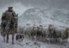 Alerta naranja por nevadas: hasta 150 cm de nieve en la cordillera de Mendoza y San Juan Arriero con boina a caballo y perro Border Collie guiando una majada de ovejas Corriedale durante un intenso temporal de nieve en la cordillera