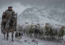 Alerta naranja por nevadas: hasta 150 cm de nieve en la cordillera de Mendoza y San Juan Arriero con boina a caballo y perro Border Collie guiando una majada de ovejas Corriedale durante un intenso temporal de nieve en la cordillera