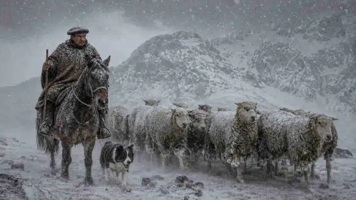 Arriero con boina a caballo y perro Border Collie guiando una majada de ovejas Corriedale durante un intenso temporal de nieve en la cordillera