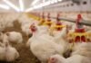 Argentina recuperó el estatus libre de influenza aviar y ya exporta a más de 75 países: cómo lo logró el SENASA Pollos en una granja avícola tecnificada que representa la producción aviar argentina y la sanidad animal.