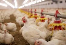 Argentina recuperó el estatus libre de influenza aviar y ya exporta a más de 75 países: cómo lo logró el SENASA Pollos en una granja avícola tecnificada que representa la producción aviar argentina y la sanidad animal.