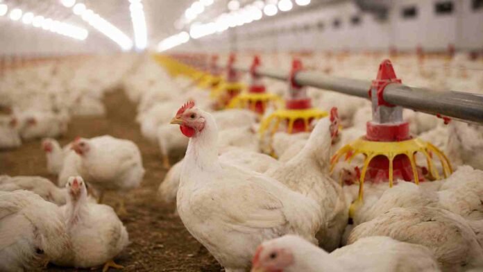 Pollos en una granja avícola tecnificada que representa la producción aviar argentina y la sanidad animal.