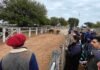 El estrés del animal antes de la faena baja la calidad de la carne: el INTA lo enseña en el campo con resultados concretos Productores y asistentes observan bovinos en corrales durante una jornada de remate y evaluación de hacienda en un predio ganadero.