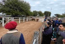 El estrés del animal antes de la faena baja la calidad de la carne: el INTA lo enseña en el campo con resultados concretos Productores y asistentes observan bovinos en corrales durante una jornada de remate y evaluación de hacienda en un predio ganadero.