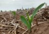 Fertilizar igual en todo el lote es tirar plata: por qué el muestreo de suelos y la nutrición variable cambian el juego en la campaña fina Brote de maíz emergiendo en un lote de siembra directa con rastrojo sobre el suelo, en una etapa inicial del cultivo.
