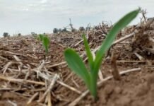 Fertilizar igual en todo el lote es tirar plata: por qué el muestreo de suelos y la nutrición variable cambian el juego en la campaña fina Brote de maíz emergiendo en un lote de siembra directa con rastrojo sobre el suelo, en una etapa inicial del cultivo.