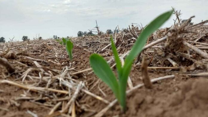 Brote de maíz emergiendo en un lote de siembra directa con rastrojo sobre el suelo, en una etapa inicial del cultivo.