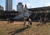 Palermo pone a prueba la genética y funcionalidad del Caballo Criollo Ejemplares de Caballo Criollo ingresan a la pista central de la Exposición Rural de Palermo ante las tribunas colmadas.