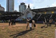 Palermo pone a prueba la genética y funcionalidad del Caballo Criollo Ejemplares de Caballo Criollo ingresan a la pista central de la Exposición Rural de Palermo ante las tribunas colmadas.