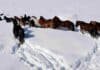 Temporal en Mendoza: una travesía de seis horas salvó a 18 vacas Caballos avanzan entre la nieve profunda para abrir camino durante un operativo de rescate de ganado en Malargüe.