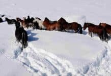 Temporal en Mendoza: una travesía de seis horas salvó a 18 vacas Caballos avanzan entre la nieve profunda para abrir camino durante un operativo de rescate de ganado en Malargüe.